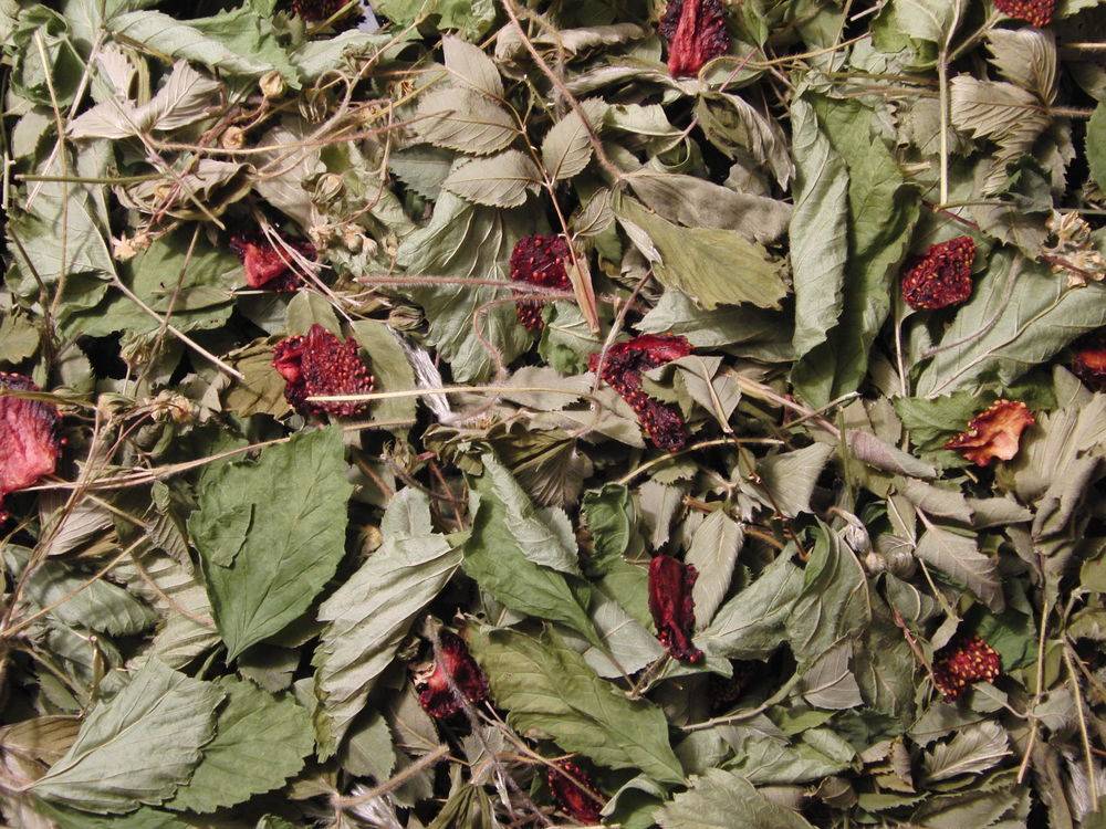 Чай из листьев земляники