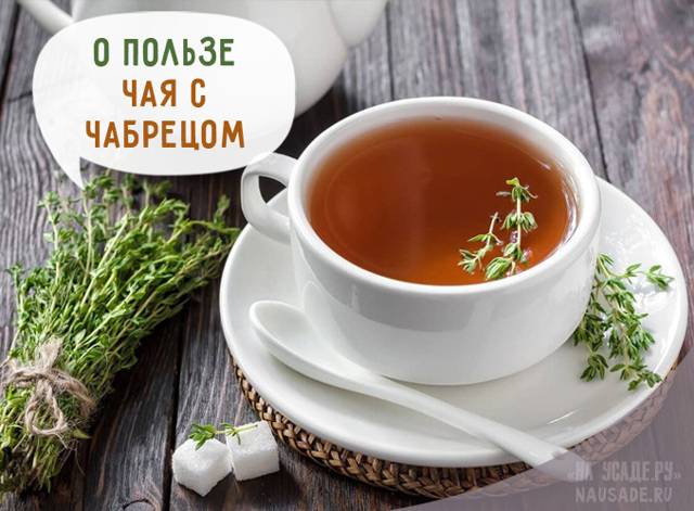 Липовый чай с чабрецом - польза и вред, рецепт