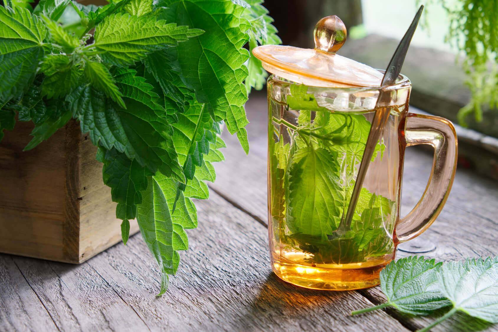 Полезные свойства и вред чая из крапивы | польза и вред