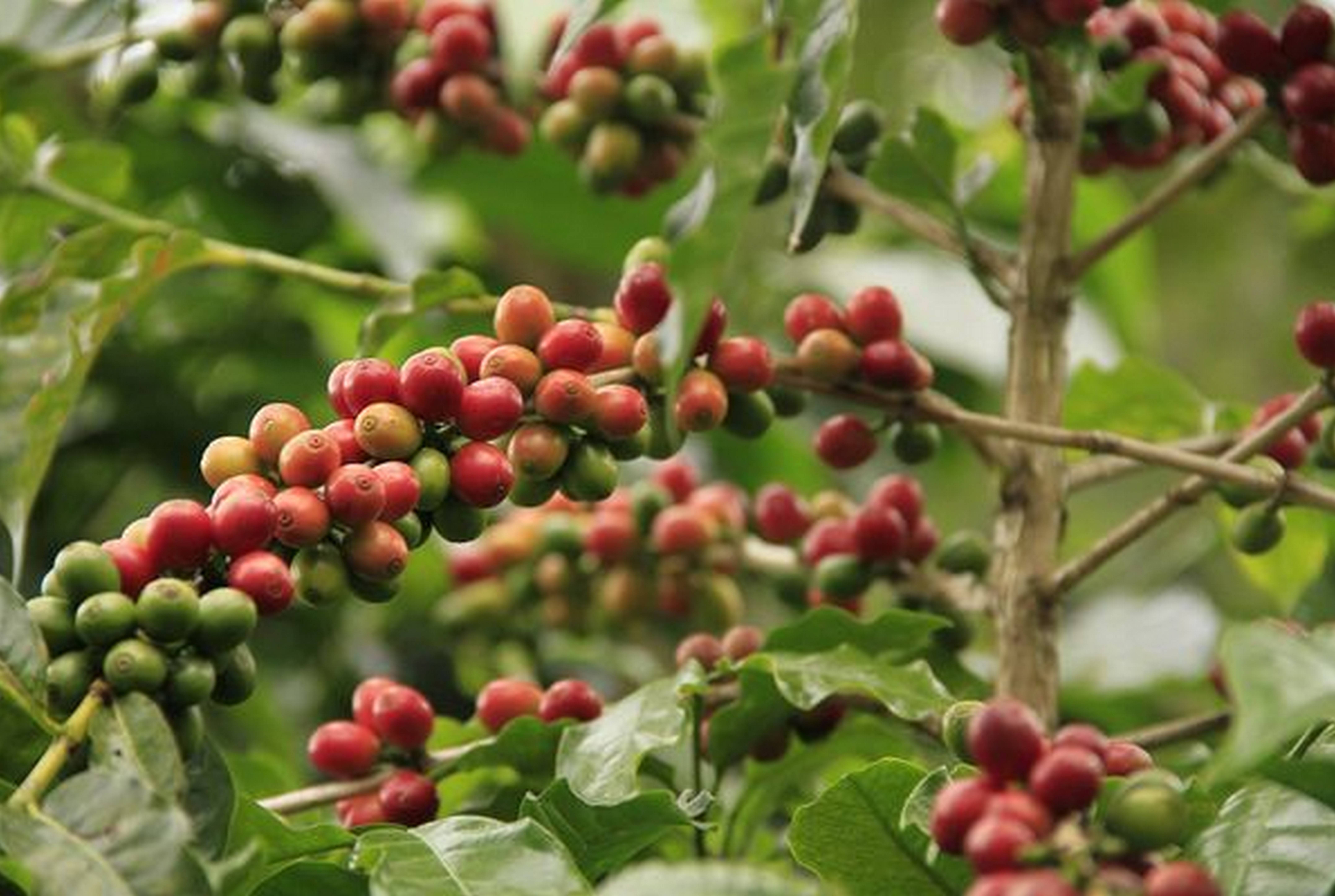 9 важных нюансов по выращиванию кофе