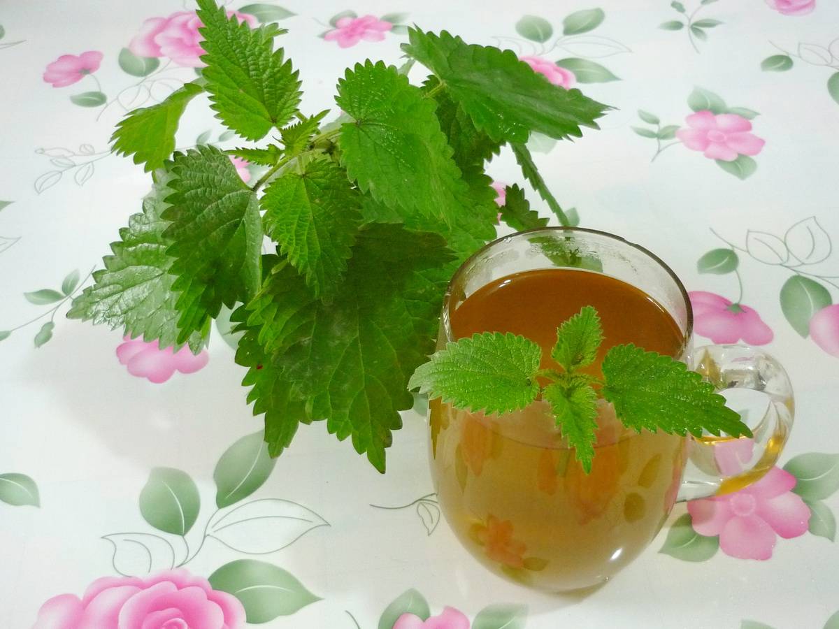 Чай из листьев крапивы: польза и вред для мужчин и женщин, лечебные свойства и противопоказания
