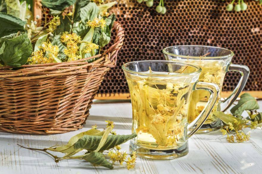Липовый чай полезные свойства и противопоказания для организма