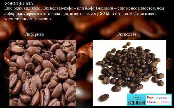 Кофе либерика: происхождение, особенности сорта кофейных зерен, виды, как пить