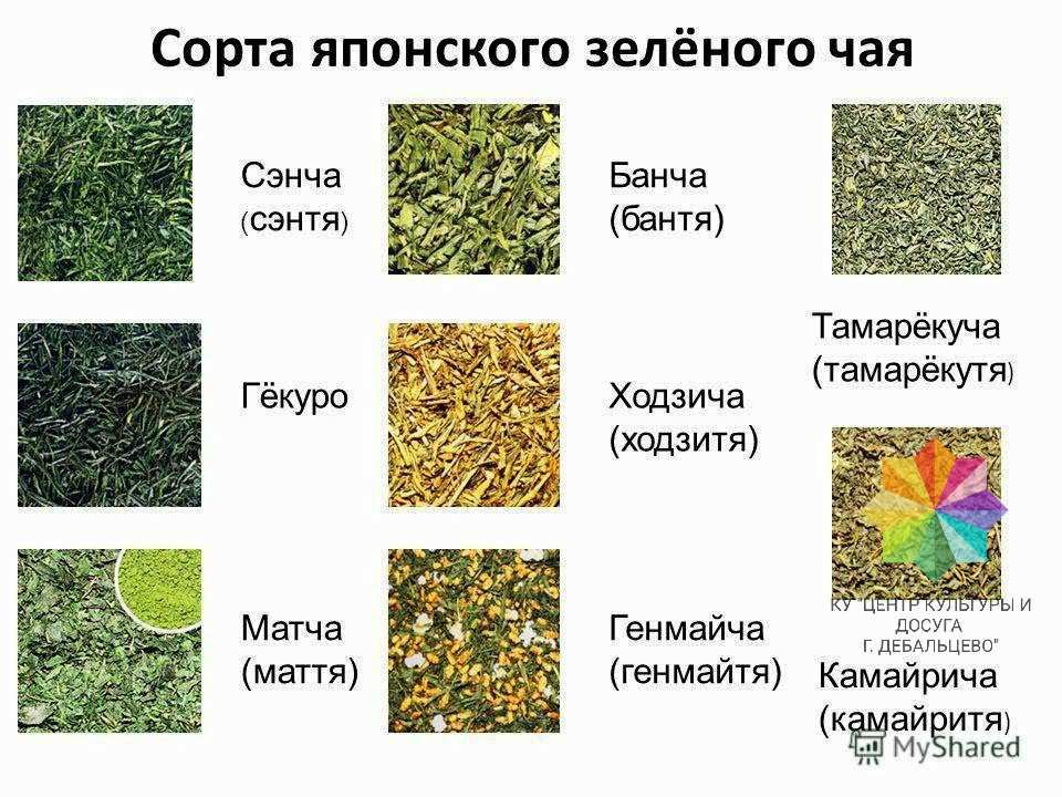 Зеленый чай: свойства, состав, сорта и виды, какой лучше и почему, как правильно заваривать и пить