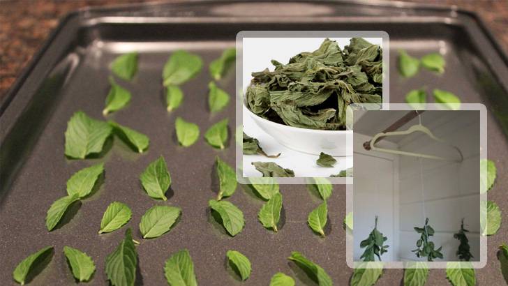 Как правильно собирать и сушить мяту для чая в домашних условиях