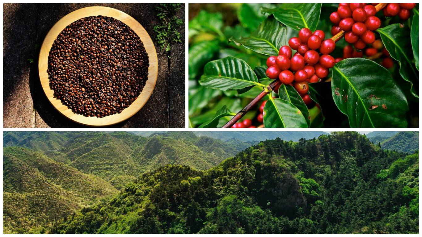 Сорта кофе - характеристики и различия, страны производства