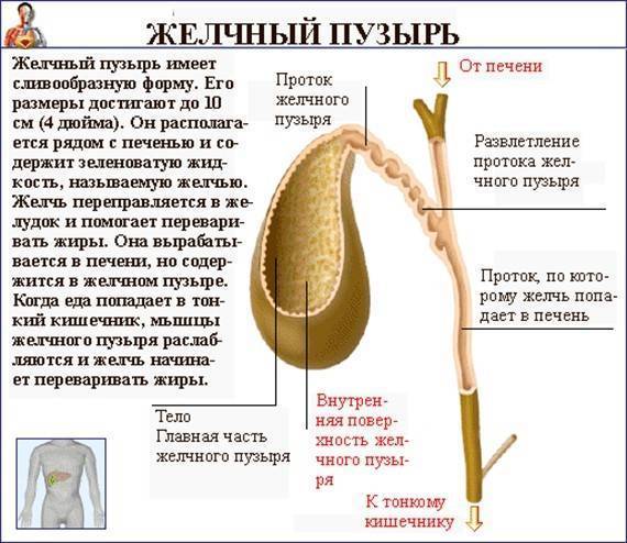 Можно пить кофе при удаленном желчном пузыре