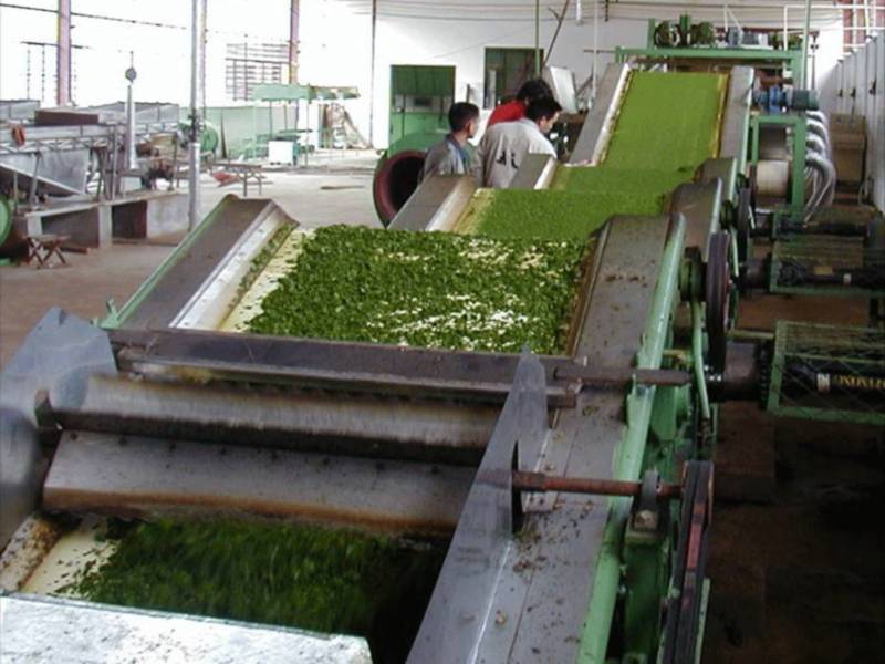 Производство чая в россии, как бизнес: 8 шагов к успеху