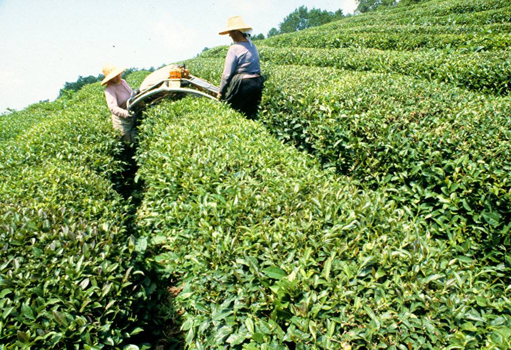 Краснодарский чай века от производителя, чайные плантации краснодарского края