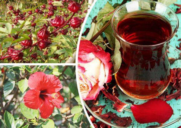 Каркаде польза и вред, изучаем полезные свойства чая