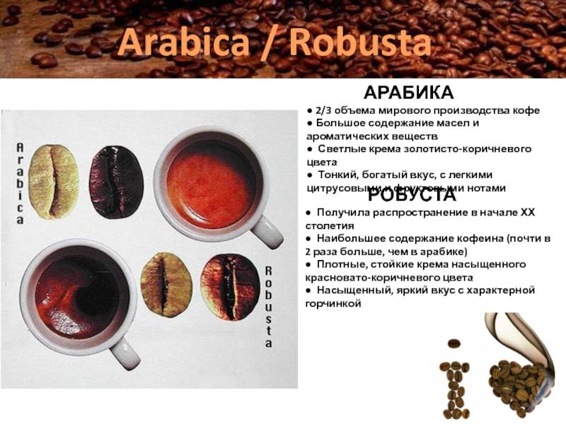 Главные различия робусты и арабики и какой сорт кофе лучше?