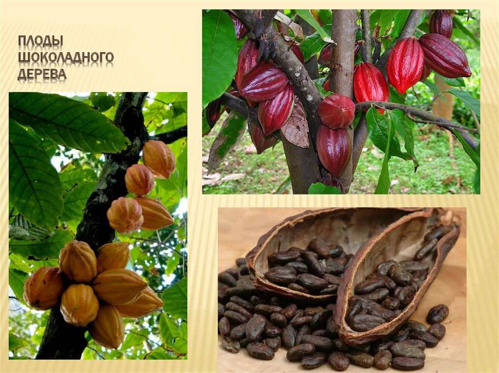 Какао бобы польза, рецепты, факты