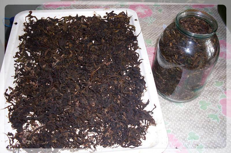 Копорский (кипрейный) чай: приготовление чая кипрей своими руками, изготовление