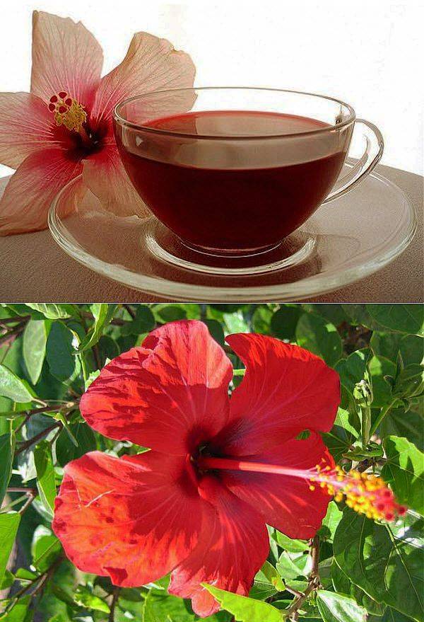 Чай каркаде: полезные свойства и противопоказания