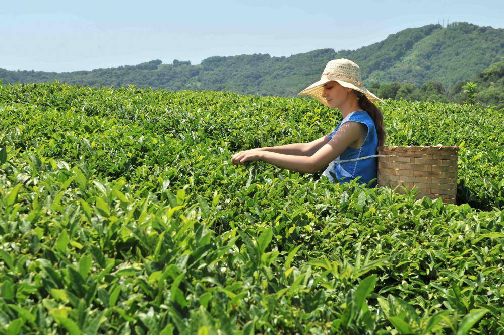 Краснодарский чай: отзывы, состав, особенности выращивания, польза и вред, вкусовые качества