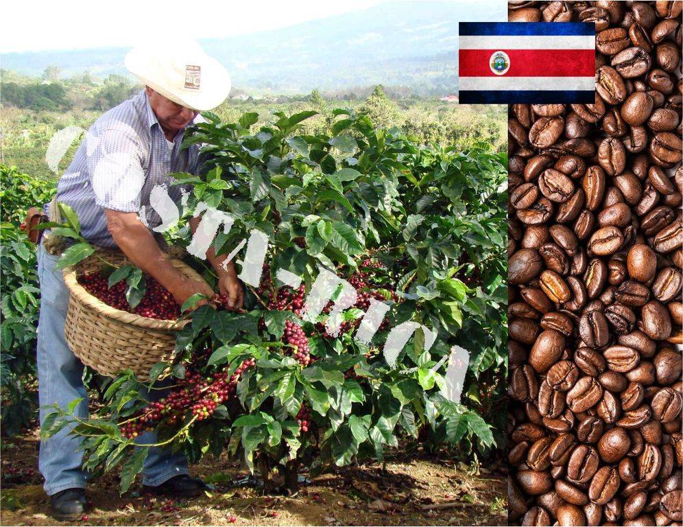 Где выращивают кофе и как он цветет в разных странах