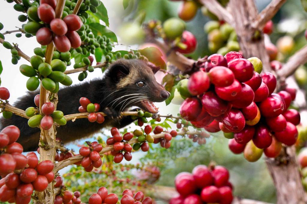 Обзор кофе из кала животных: самый дорогой кофе в мире из помета