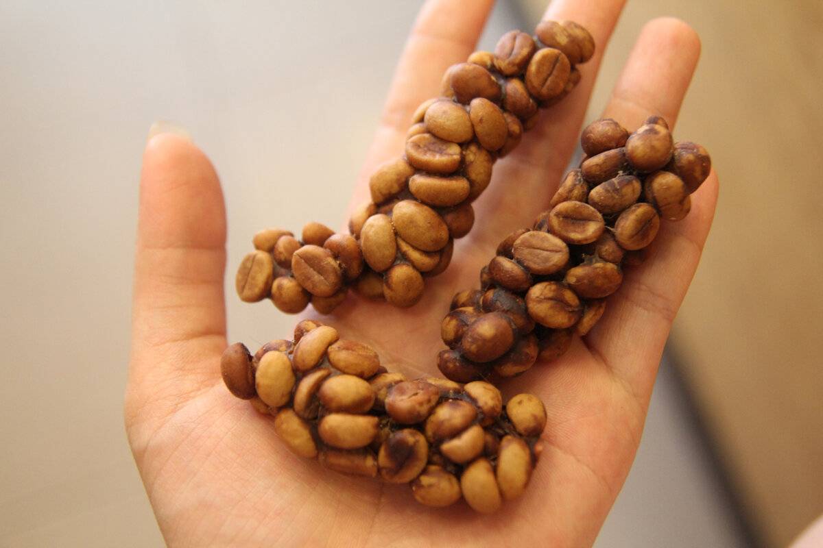 Кофе копи лювак (kopi luwak): производство, вкусовые качества, цены