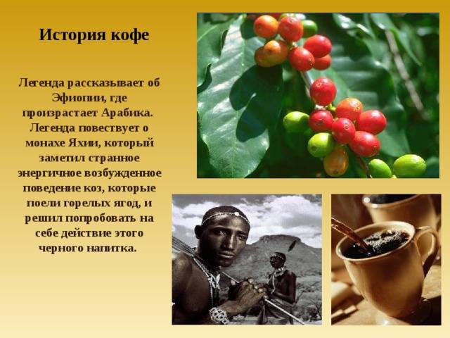 История кофе – кратко и понятно о том, как напиток появился в европе и россии