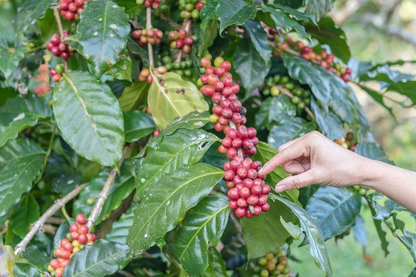 Бразильский кофе: виды и сорта, способы вырашивания