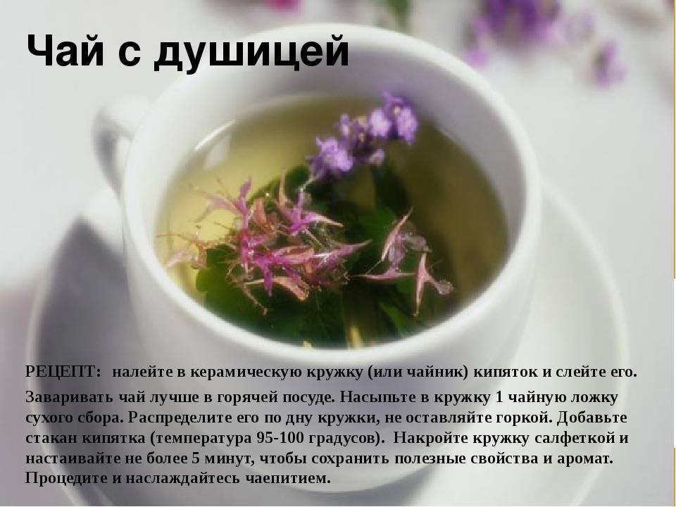 Чай с душицей - польза и вред, классический рецепт | spicesguide.ru
