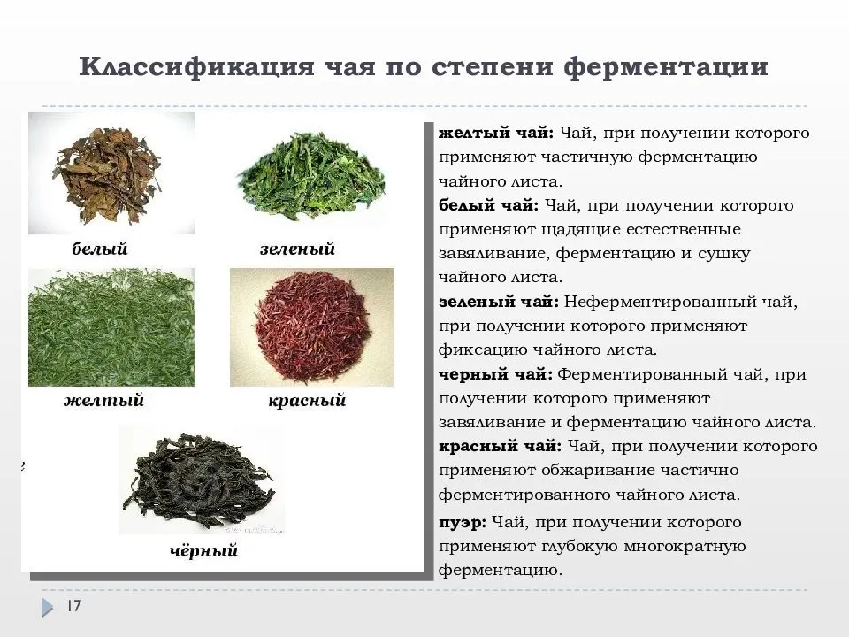 Немецкие ученые внесли зеленый чай в список продуктов, способных бороться с коронавирусом  - полезное на tea.ru